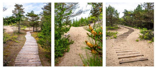 photos of three different paths through a sandy wooded area in ontario.