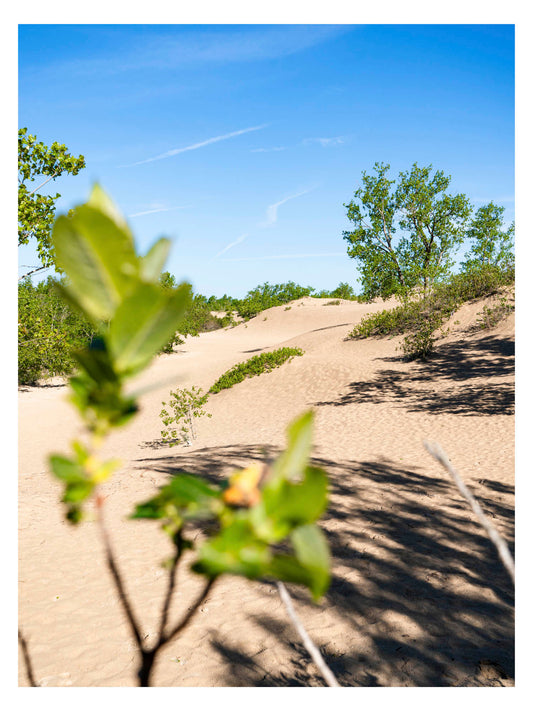 sunny dune with green branch in front and blue sky above.