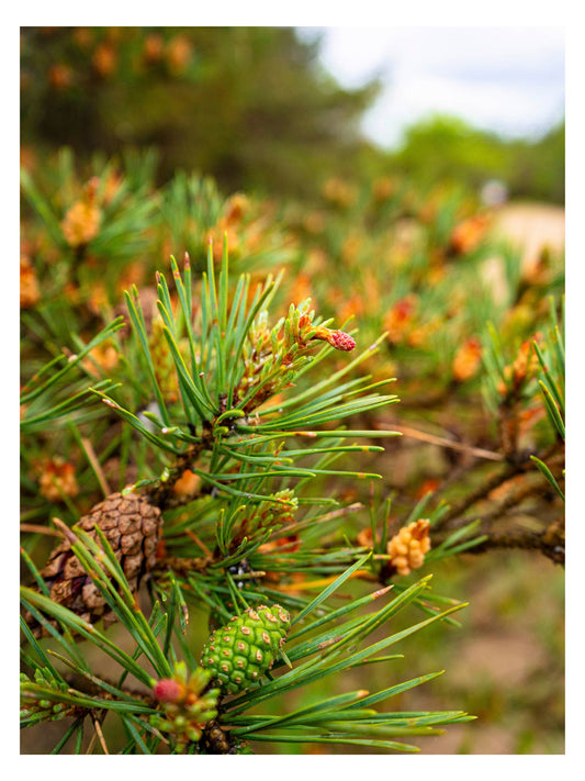 green pine tree branch with new pine cones forming.
