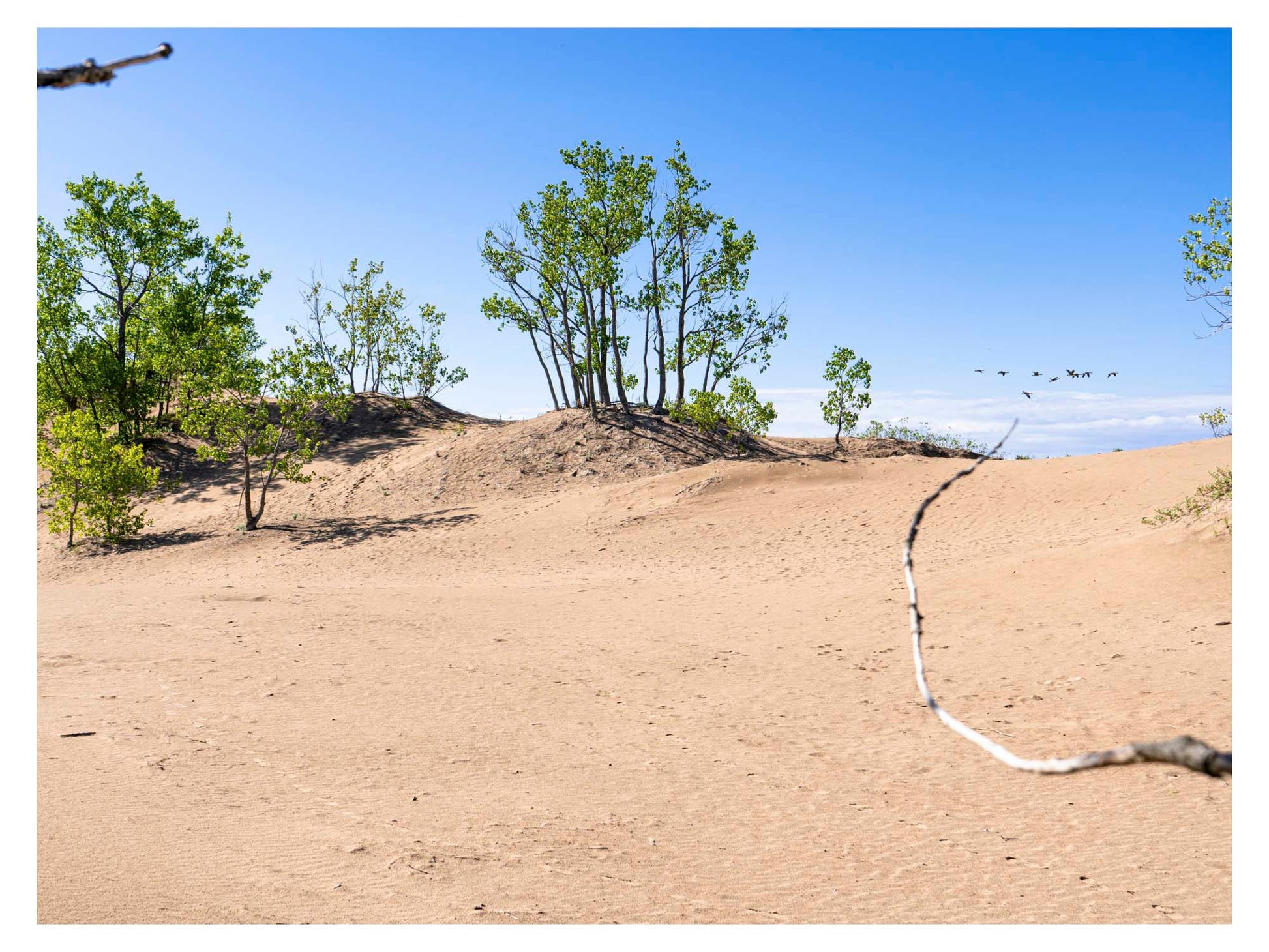 photo of sunny sand dune with green trees in background.