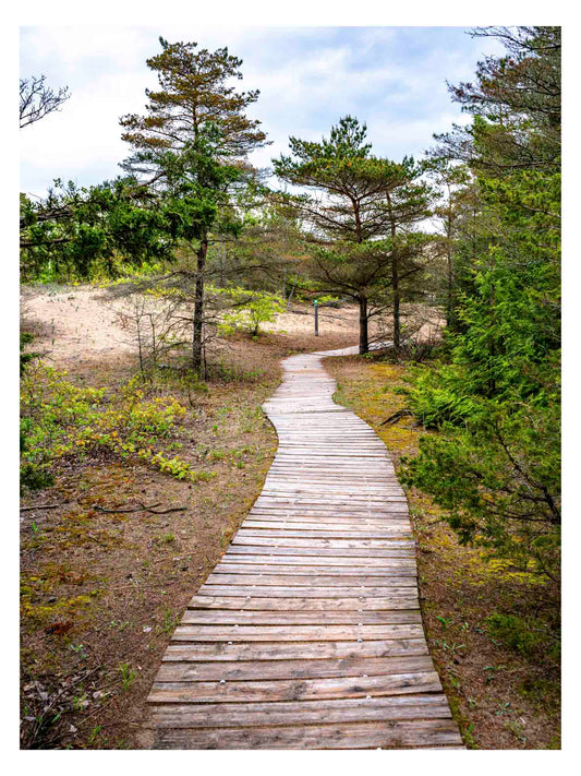 wooden boardwalk snaking through trees in sandbanks provincial park.