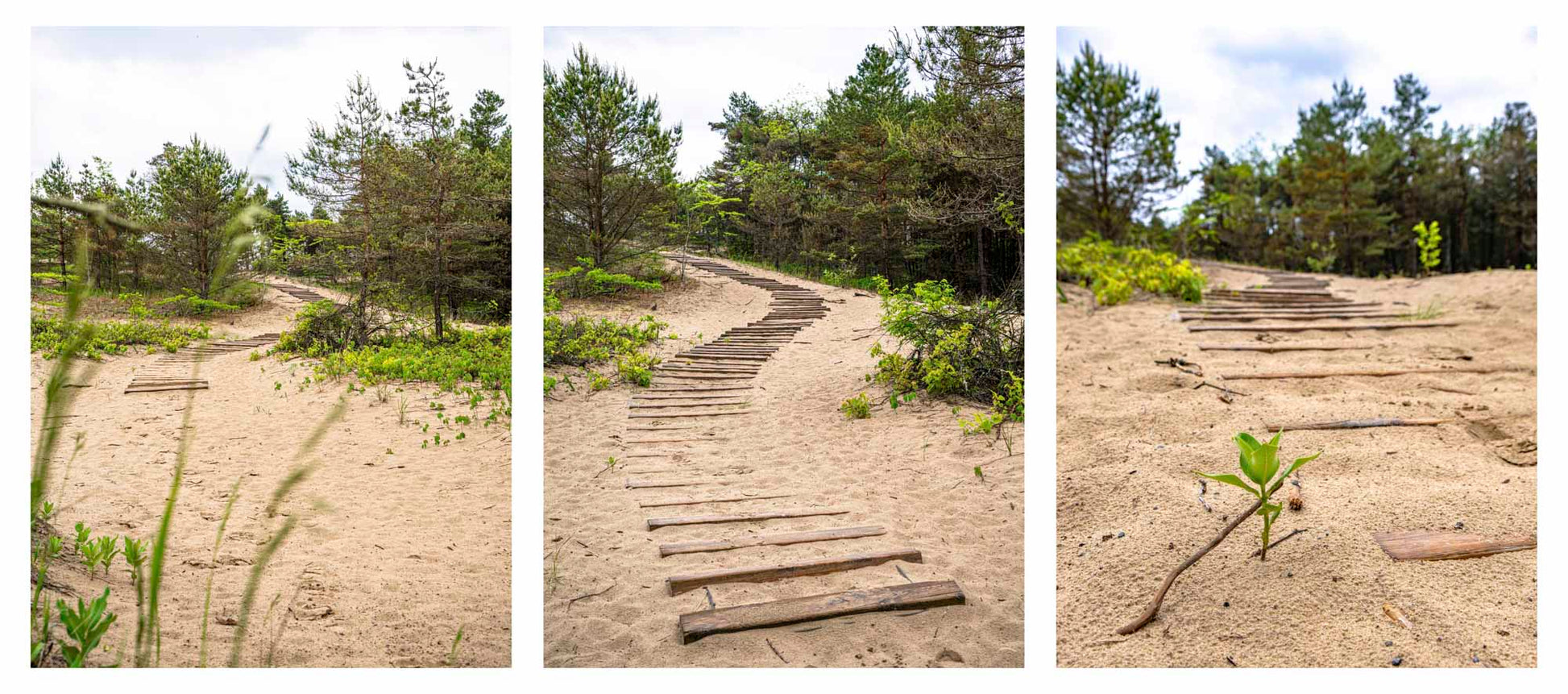 three nature photos on wooded path on sandy ground.