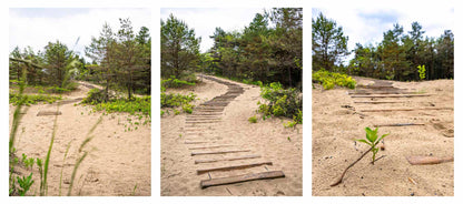 three nature photos on wooded path on sandy ground.