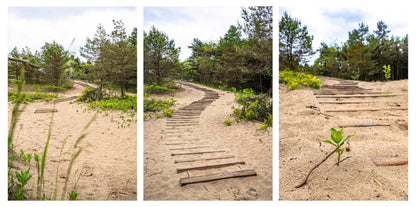 three photos of sandy paths in a wooded area of sandbanks provincial park.