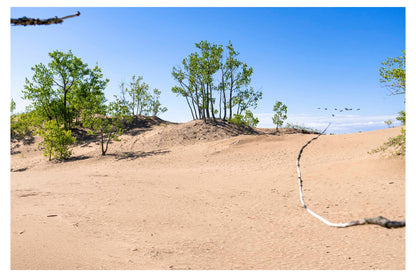 photo of sunny sand dune with green trees in background.
