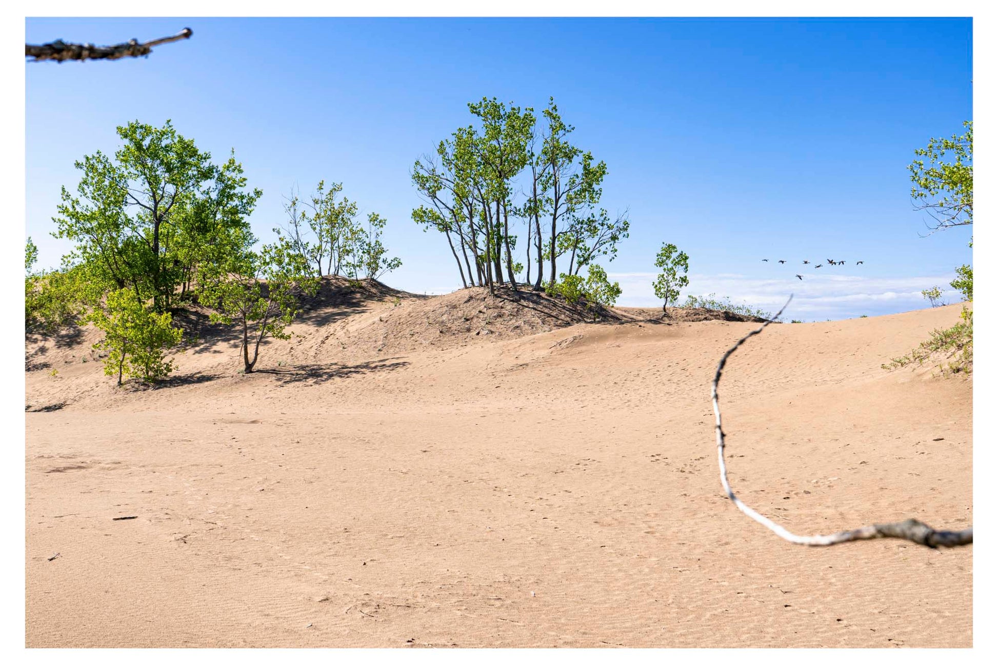 photo of sunny sand dune with green trees in background.